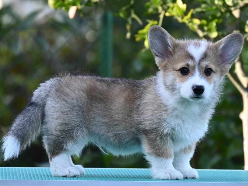 Velski korgi/Welsh Corgi Pembroke