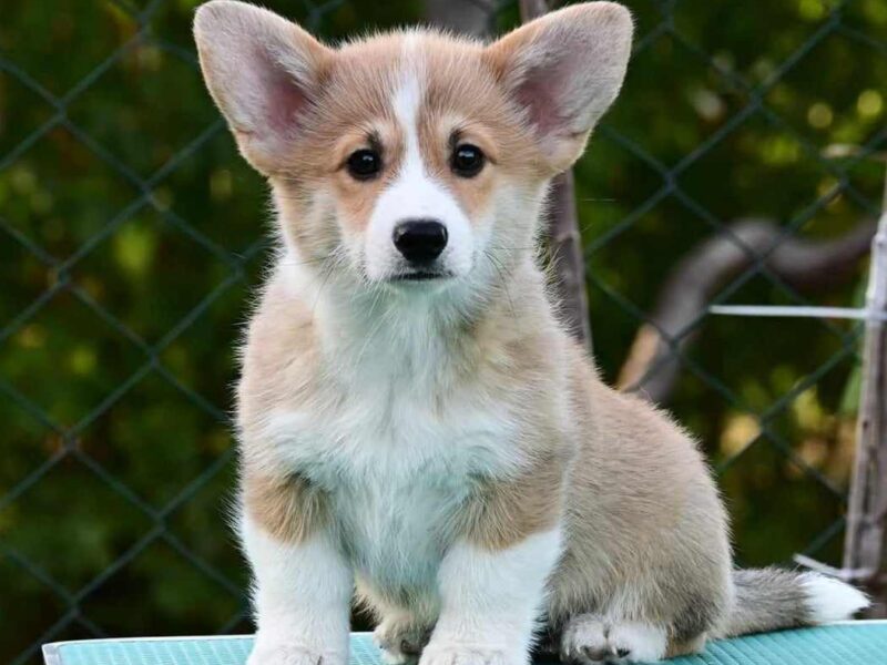 Velski korgi/Welsh Corgi Pembroke