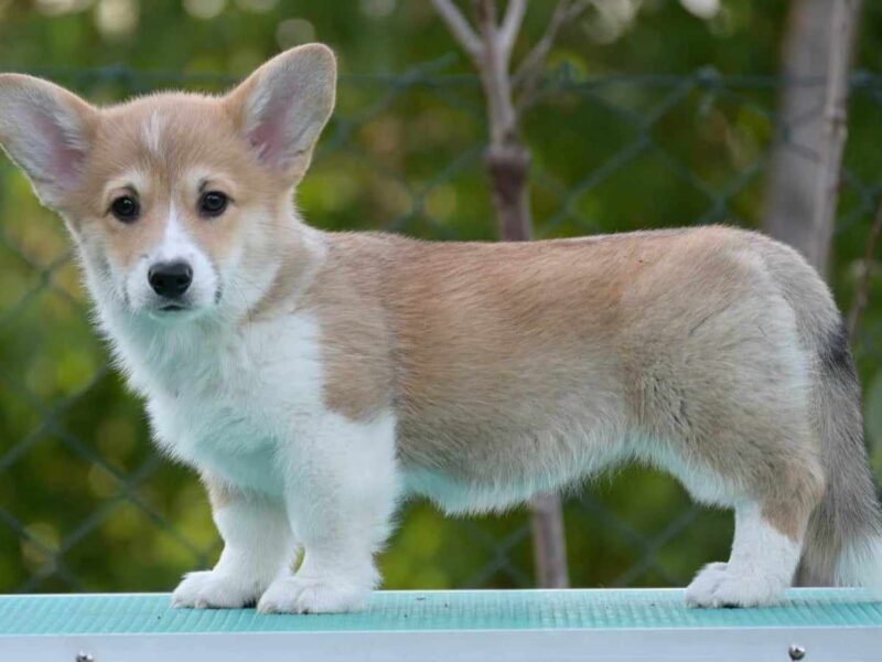 Velski korgi/Welsh Corgi Pembroke