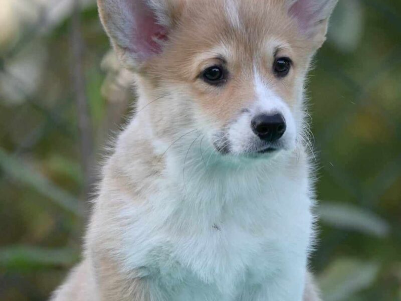 Velski korgi/Welsh Corgi Pembroke