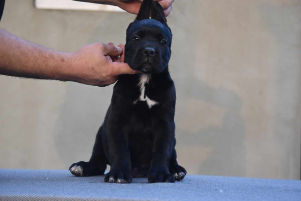 Cane Corso štenci