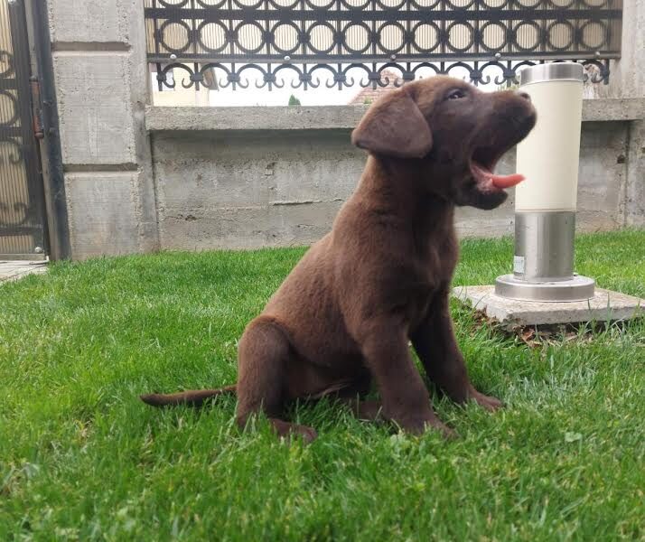 Labrador retriver