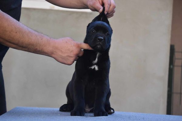 Cane Corso štenci