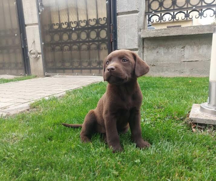 Labrador retriver