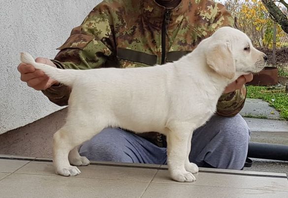 Labrador retriver, stenci