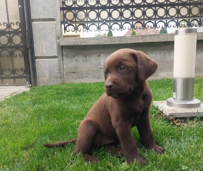 Labrador retriver