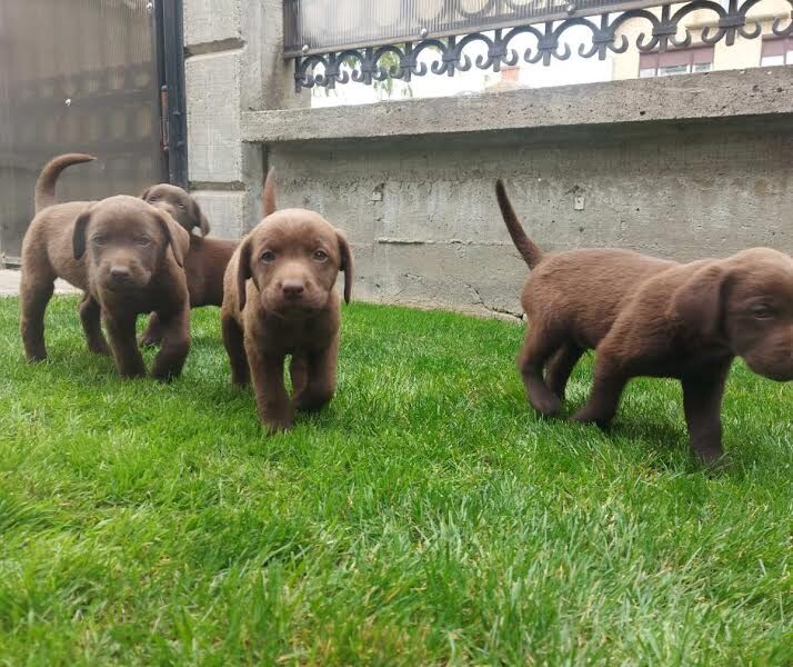 Labrador retriver