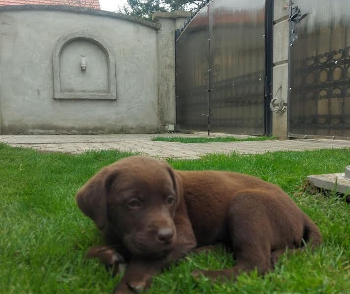 Labrador retriver