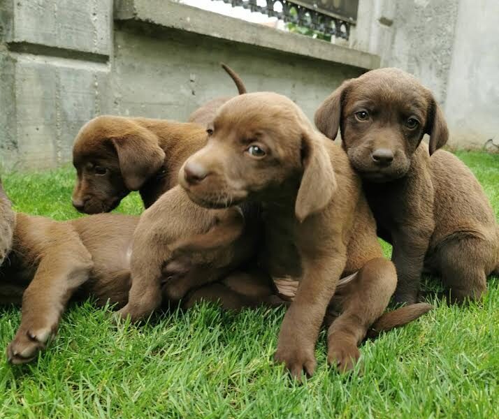 Labrador retriver