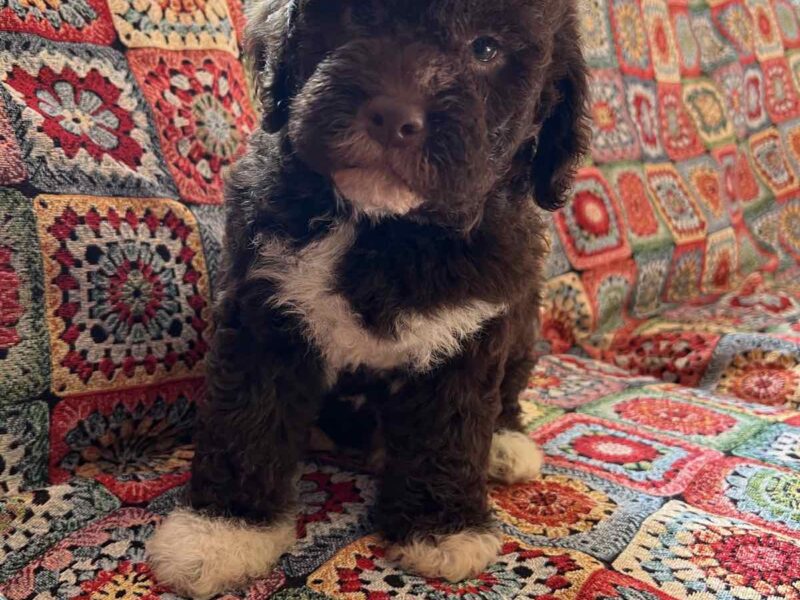 Lagotto Romagnolo štenci