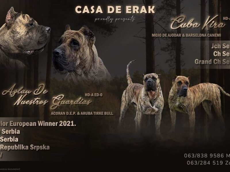 Presa Canario prelepi štenci