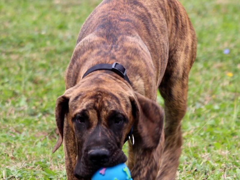 Presa Canario prelepi štenci