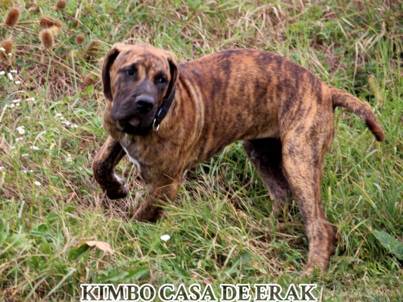 Presa Canario prelepi štenci