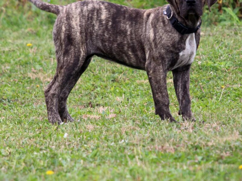 Presa Canario prelepi štenci