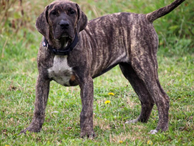 Presa Canario prelepi štenci