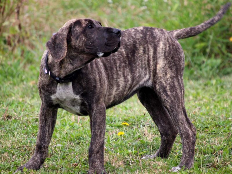 Presa Canario prelepi štenci