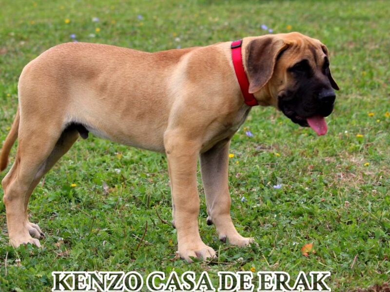 Presa Canario prelepi štenci