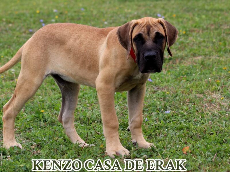 Presa Canario prelepi štenci