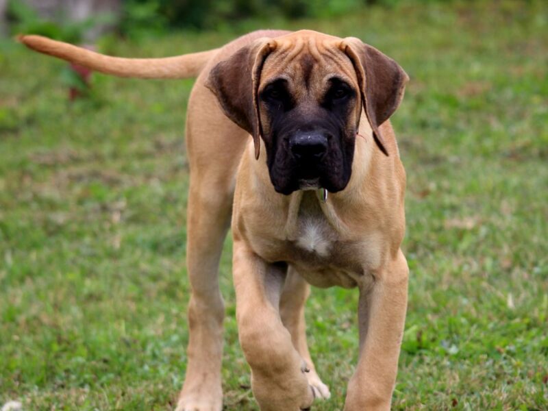 Presa Canario prelepi štenci