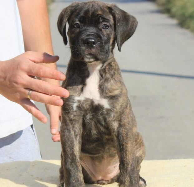 Cane Corso Kane Korso