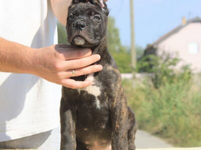 Cane Corso Kane Korso