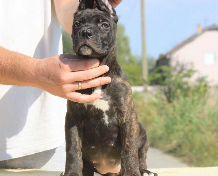 Cane Corso Kane Korso