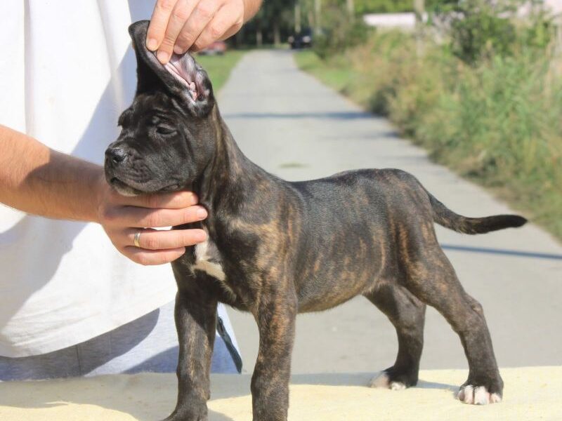 Cane Corso Kane Korso