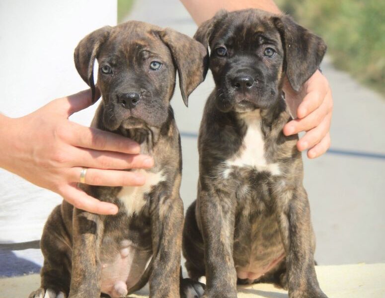 Cane Corso Kane Korso