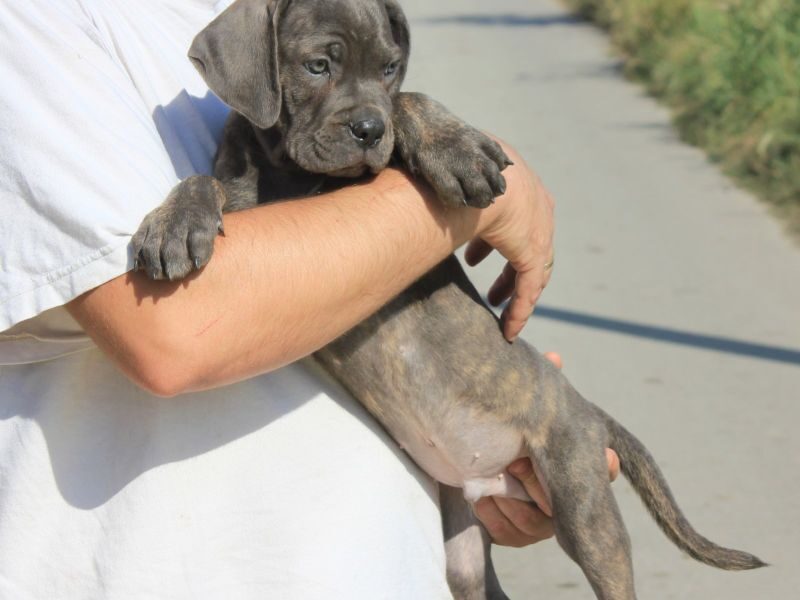 Cane Corso Kane Korso