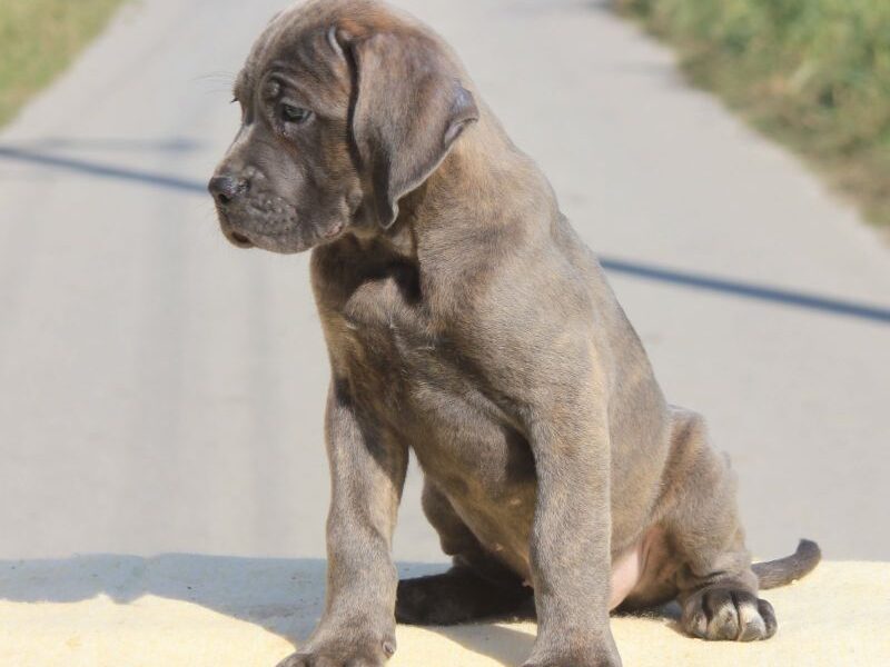 Cane Corso Kane Korso