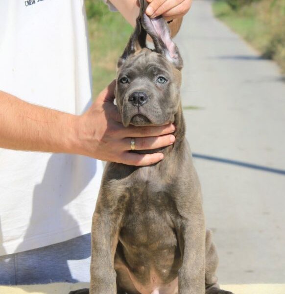 Cane Corso Kane Korso