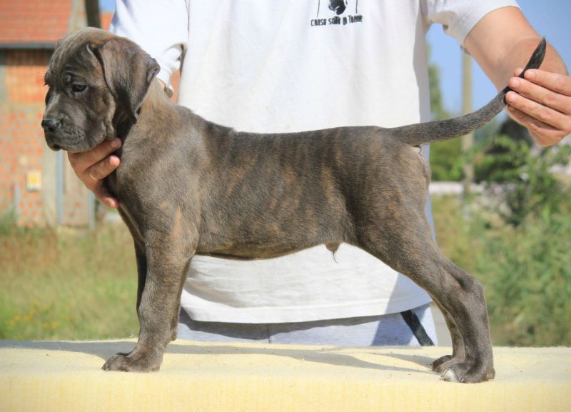 Cane Corso Kane Korso