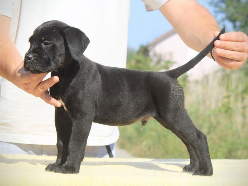 Cane Corso Kane Korso