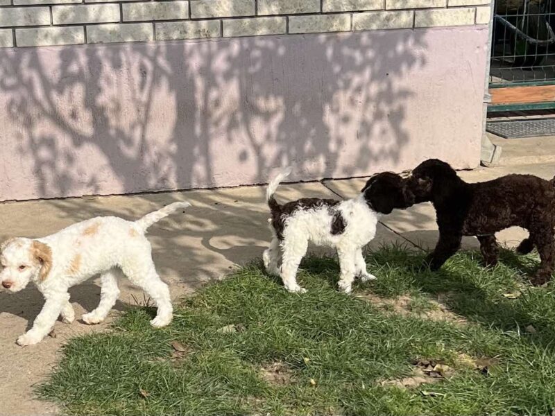 Lagotto Romagnolo štenci