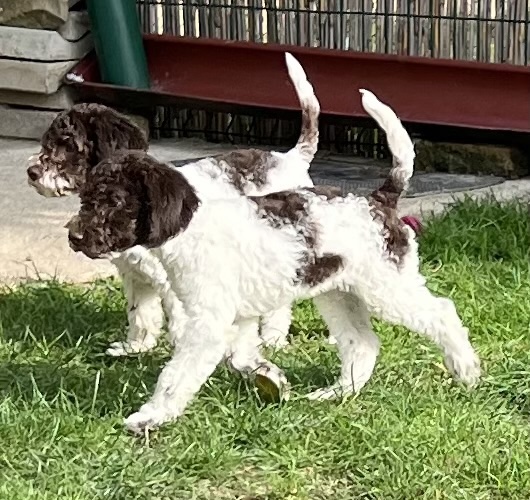 Lagotto Romagnolo štenci