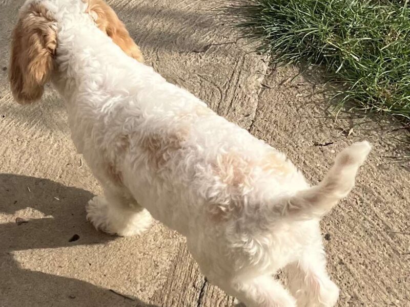 Lagotto Romagnolo štenci