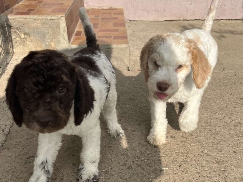 Lagotto Romagnolo štenci