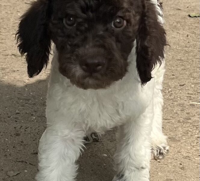 Lagotto Romagnolo štenci