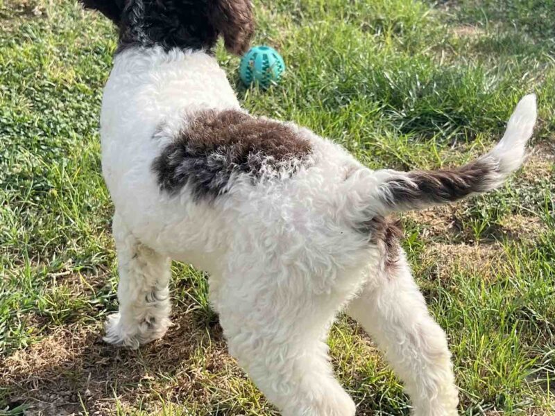 Lagotto Romagnolo štenci