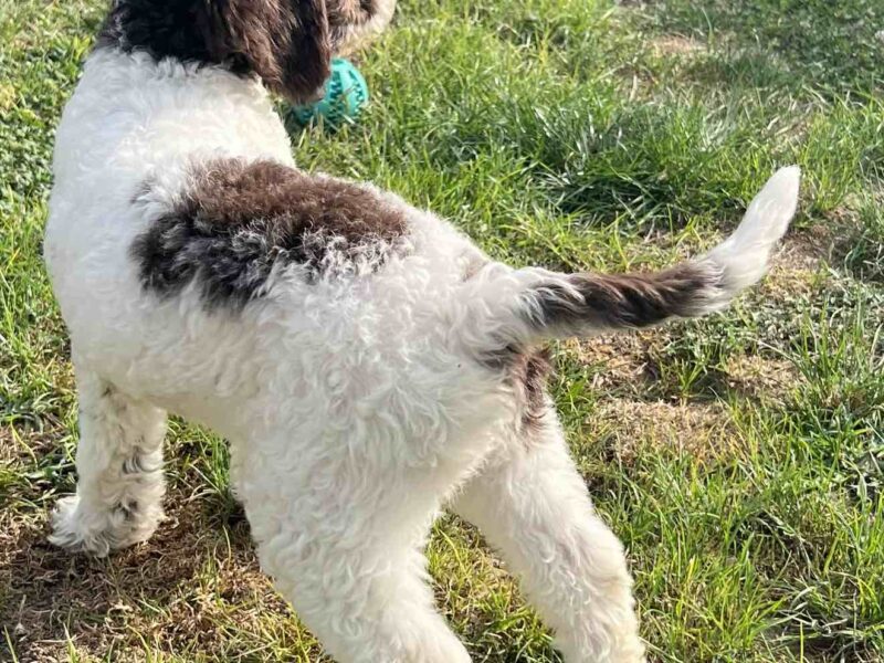 Lagotto Romagnolo štenci