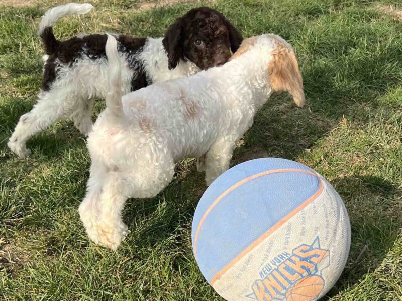 Lagotto Romagnolo štenci