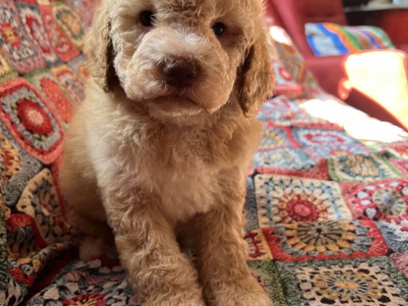 Lagotto Romagnolo štenci