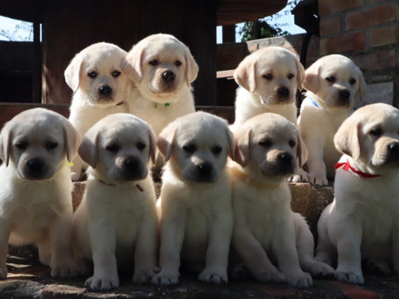 LABRADOR RETRIVER štenci