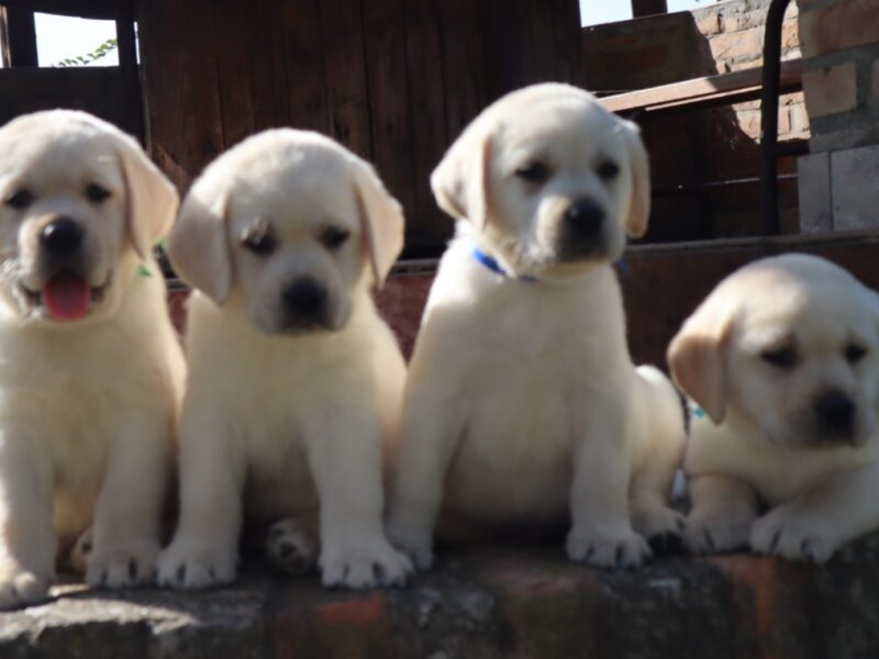 LABRADOR RETRIVER štenci