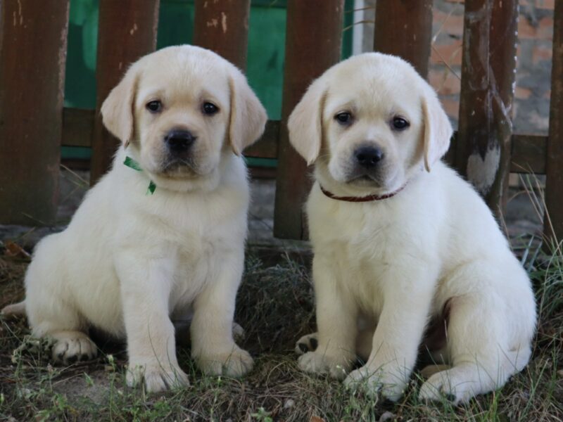 LABRADOR RETRIVER štenci