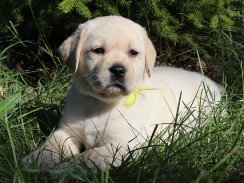 LABRADOR RETRIVER štenci