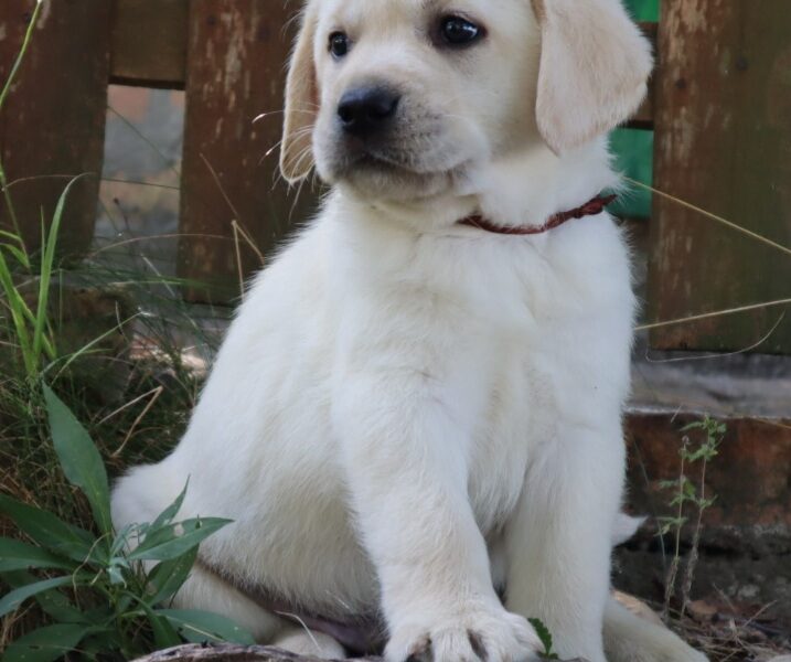 LABRADOR RETRIVER štenci