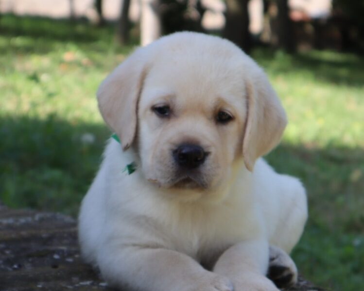 LABRADOR RETRIVER štenci