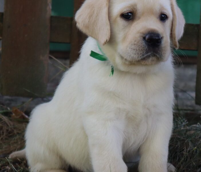 LABRADOR RETRIVER štenci