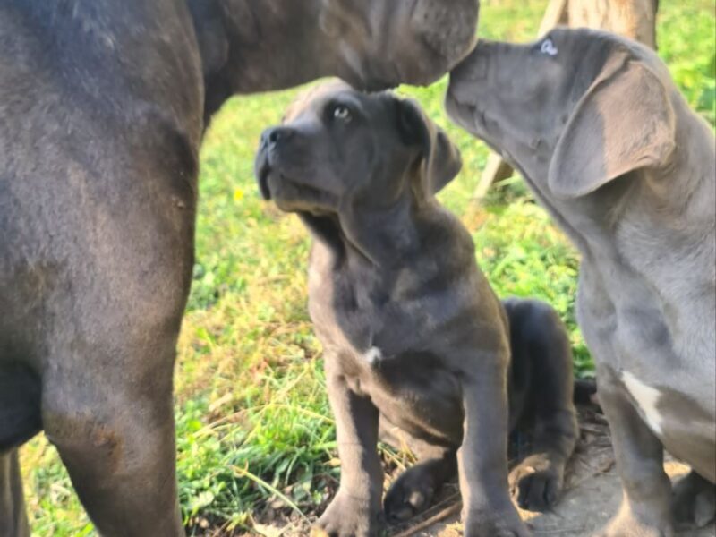 CANE CORSO prelepi štenci